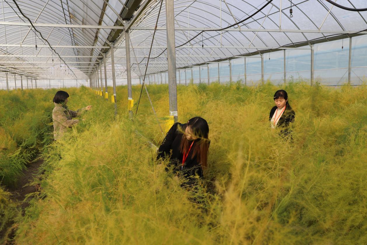 安徽庐江县郭河镇大棚芦笋长势喜人