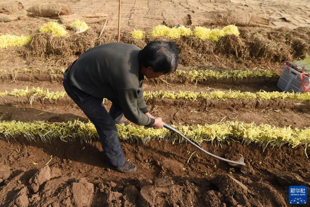 12月15日,在兰州市西固区张家大坪村,农民在收割韭黄