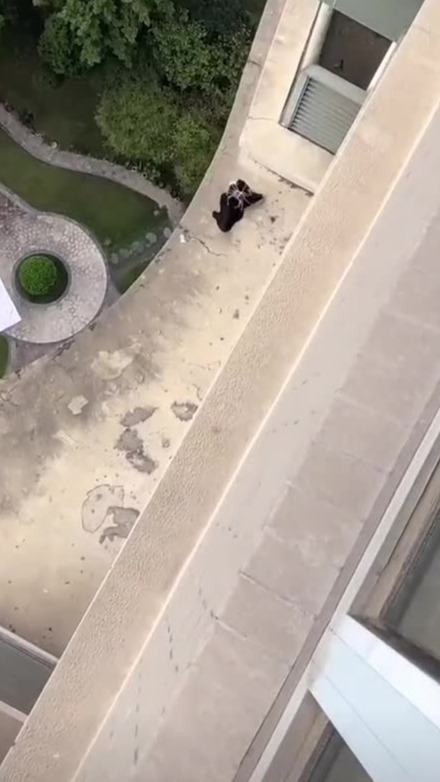 居家隔离时衣服掉到楼下 网友用大闸蟹成功吊起