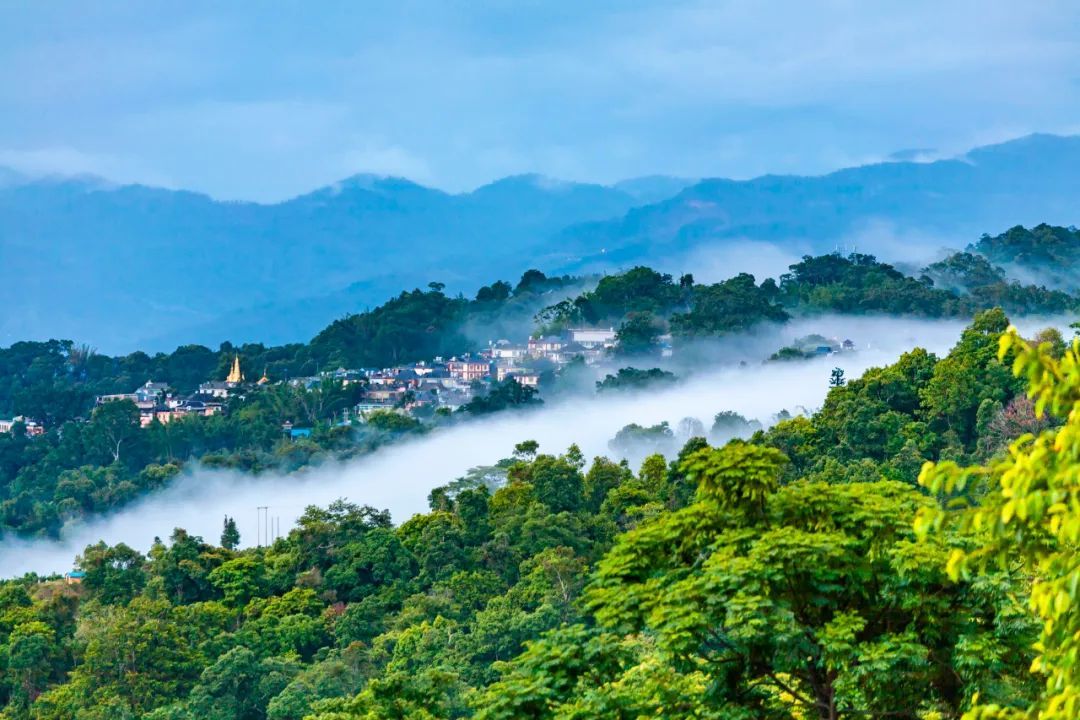 云南茶山图片大全高清图片