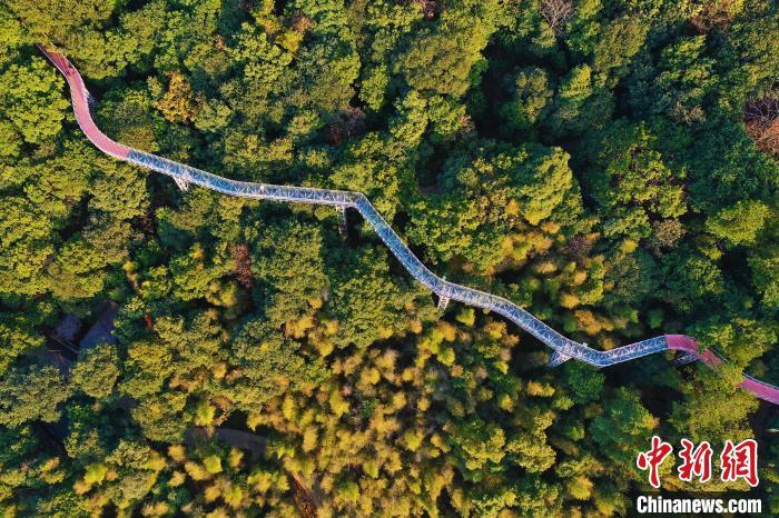 游客行走在江西省赣州市大余县丫山风景区的森林步道上。　刘占昆 摄