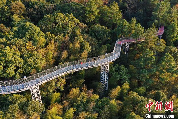 游客行走在江西省赣州市大余县丫山风景区的森林步道上。　刘占昆 摄