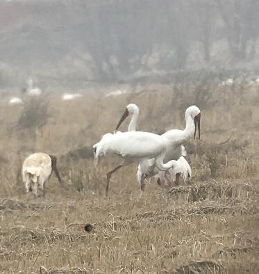 专家在江西插旗洲观鸟时发现环志白鹤