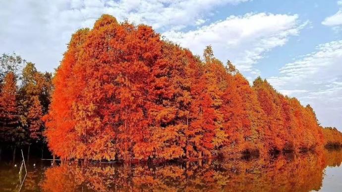 错峰出行，理性出游！上海海湾国家森林公园今起实施限流措施