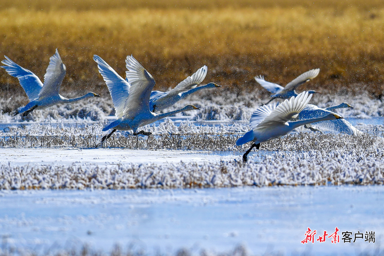 2023尕海湖游玩攻略,甘南碌曲县的尕海湖是我看到...【去哪儿攻略】