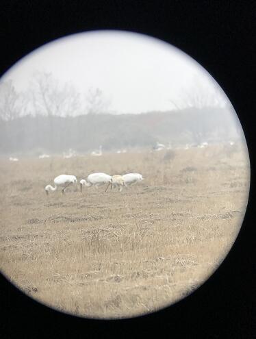 专家在江西插旗洲观鸟时发现环志白鹤