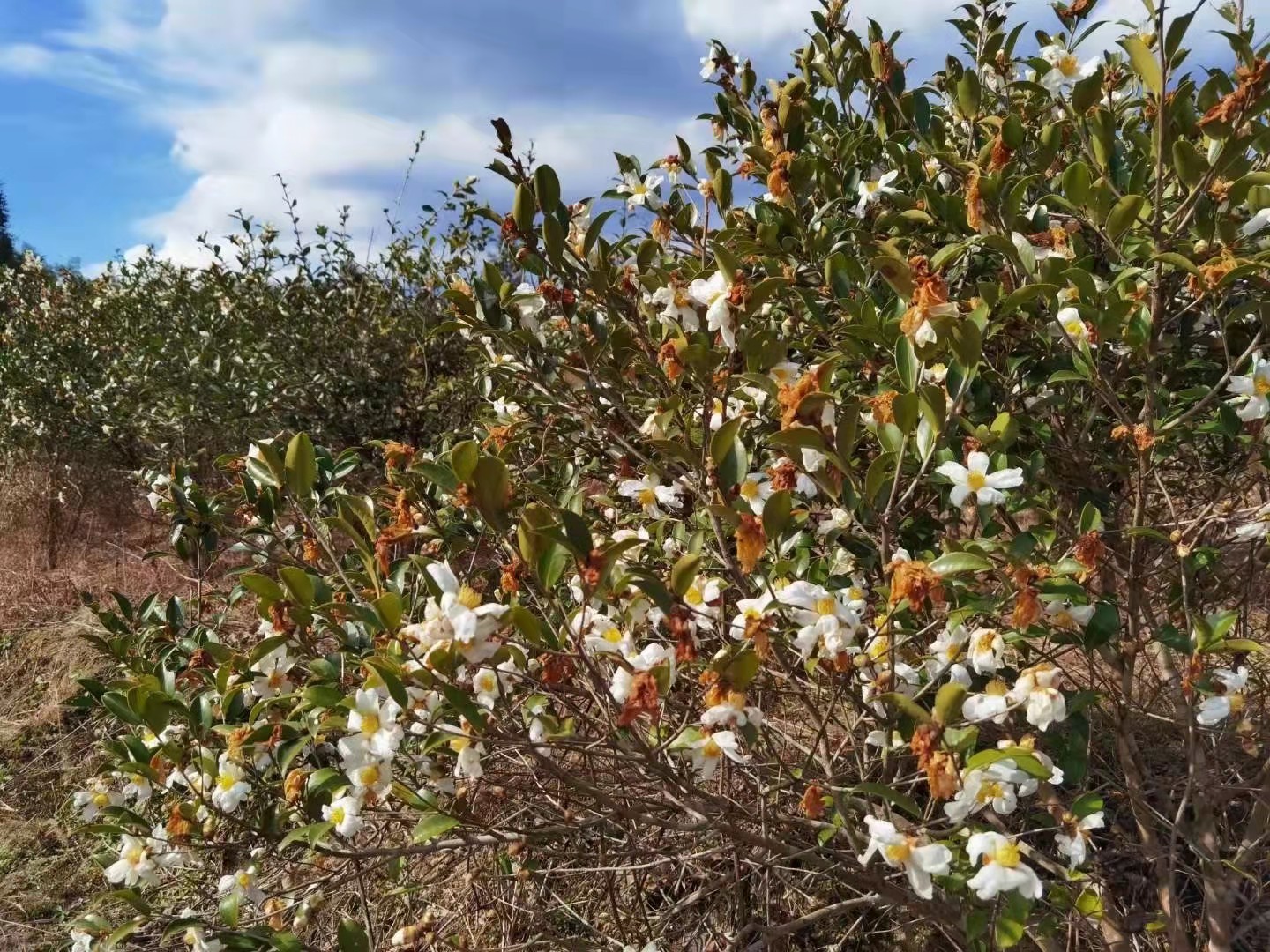 安徽东至县木塔乡振兴传统油茶产业推进绿色银行建设