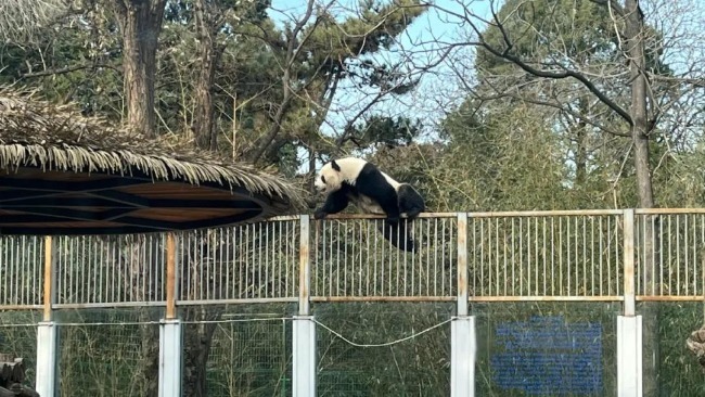 北京动物园一大熊猫“越狱” 工作人员对其“批评教育”