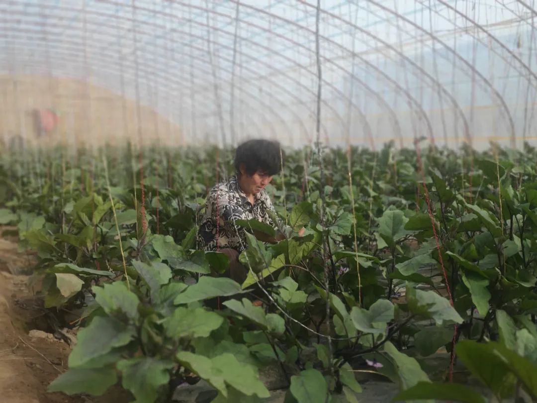 冬闲时节忙"充电" 肃州这场培训为农户送来"科技大餐"