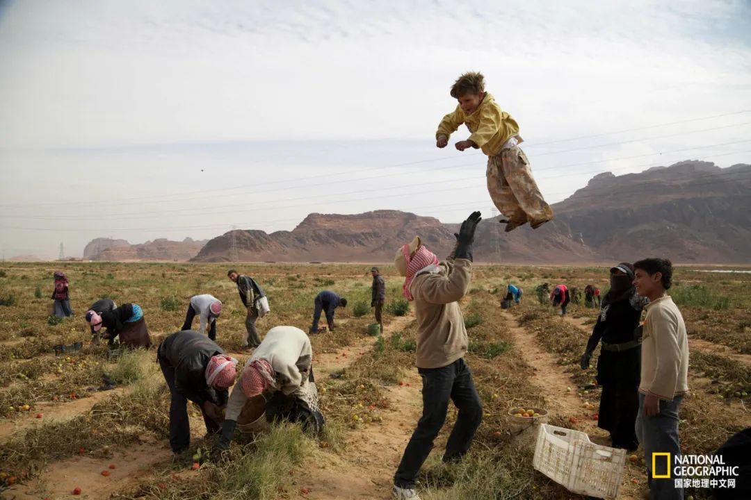 约旦，年幼的叙利亚难民被抛向空中，其他人则专心摘西红柿；约50万叙利亚难民为了逃离血腥的内战，而移居约旦。 摄影：JOHN STANMEYER