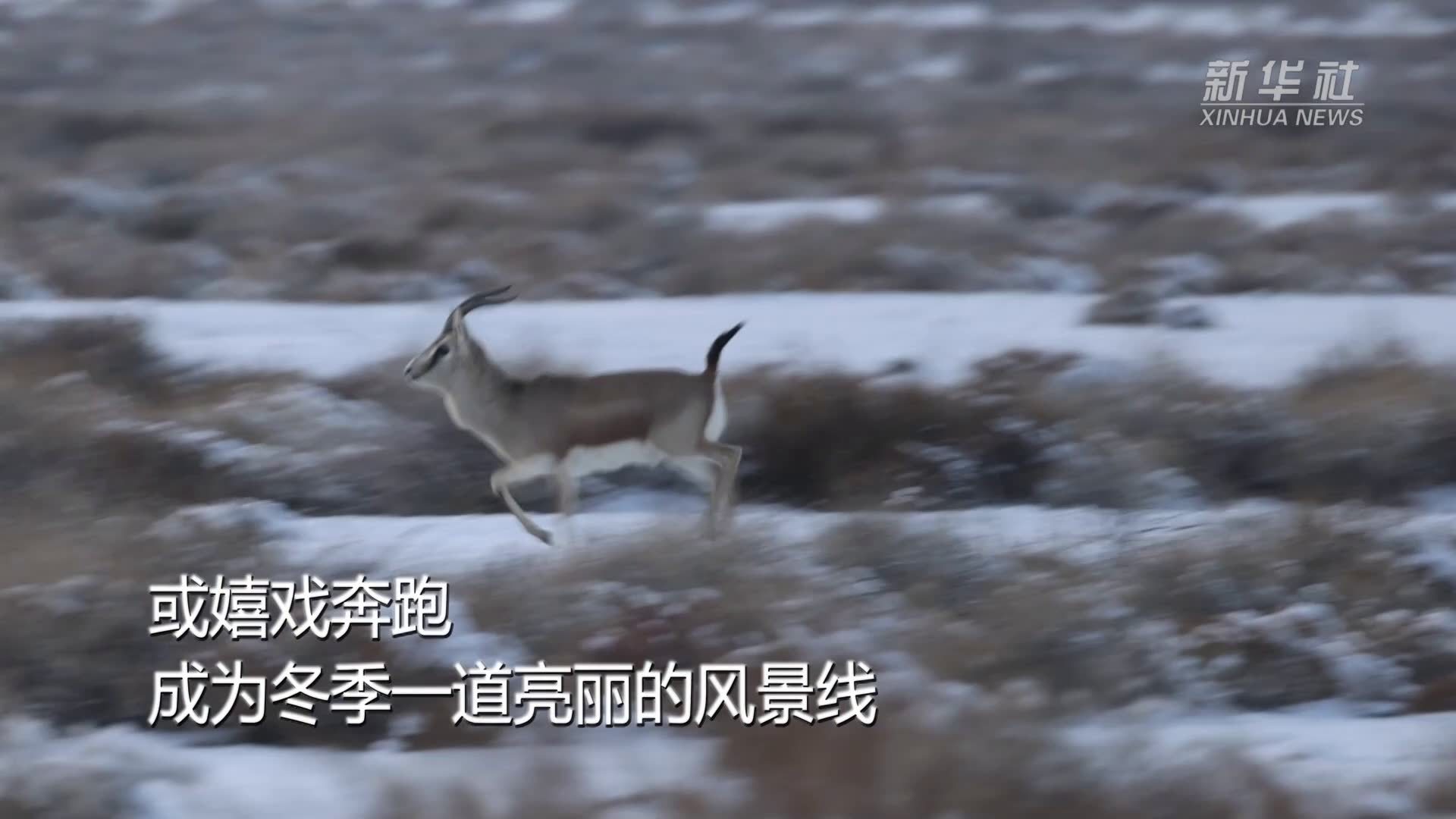 新疆博湖：鹅喉羚野外“漫步”悠闲觅食