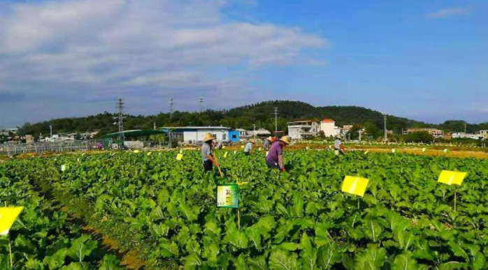 增城迟菜心种植基地 增城区委宣传部 供图