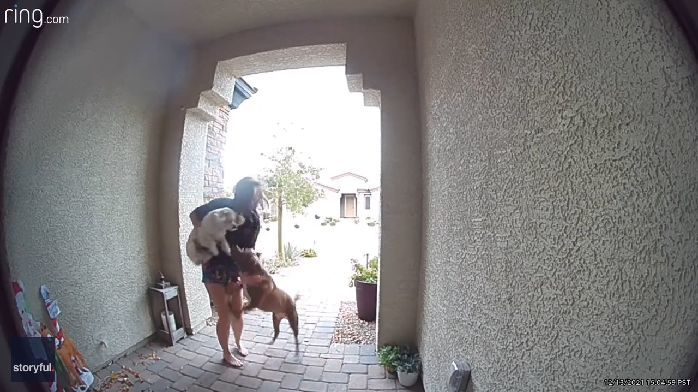 美国一名女子抱着自己的狗躲避斗牛犬攻击 快递员出手相救_凤凰网