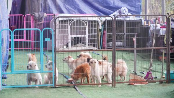 西安暴雨致一流浪动物救助基地被淹，镇政府建议搬迁