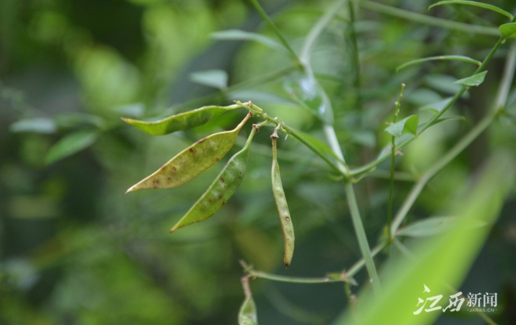 宜春明月山發現野豌豆新物種 可暫定為極度瀕危物種鳳凰網江西_鳳凰網