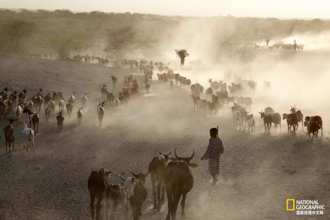 埃塞俄比亚阿法尔地区，牧民们结束了一天的放牧，驱赶山羊返回Haramfaf Bouri村。古人类学家Tim White和团队曾在该地区发现过无数人类遗骸与石器，这些石器制造于6万到115万年前。 摄影：JOHN STANMEYER