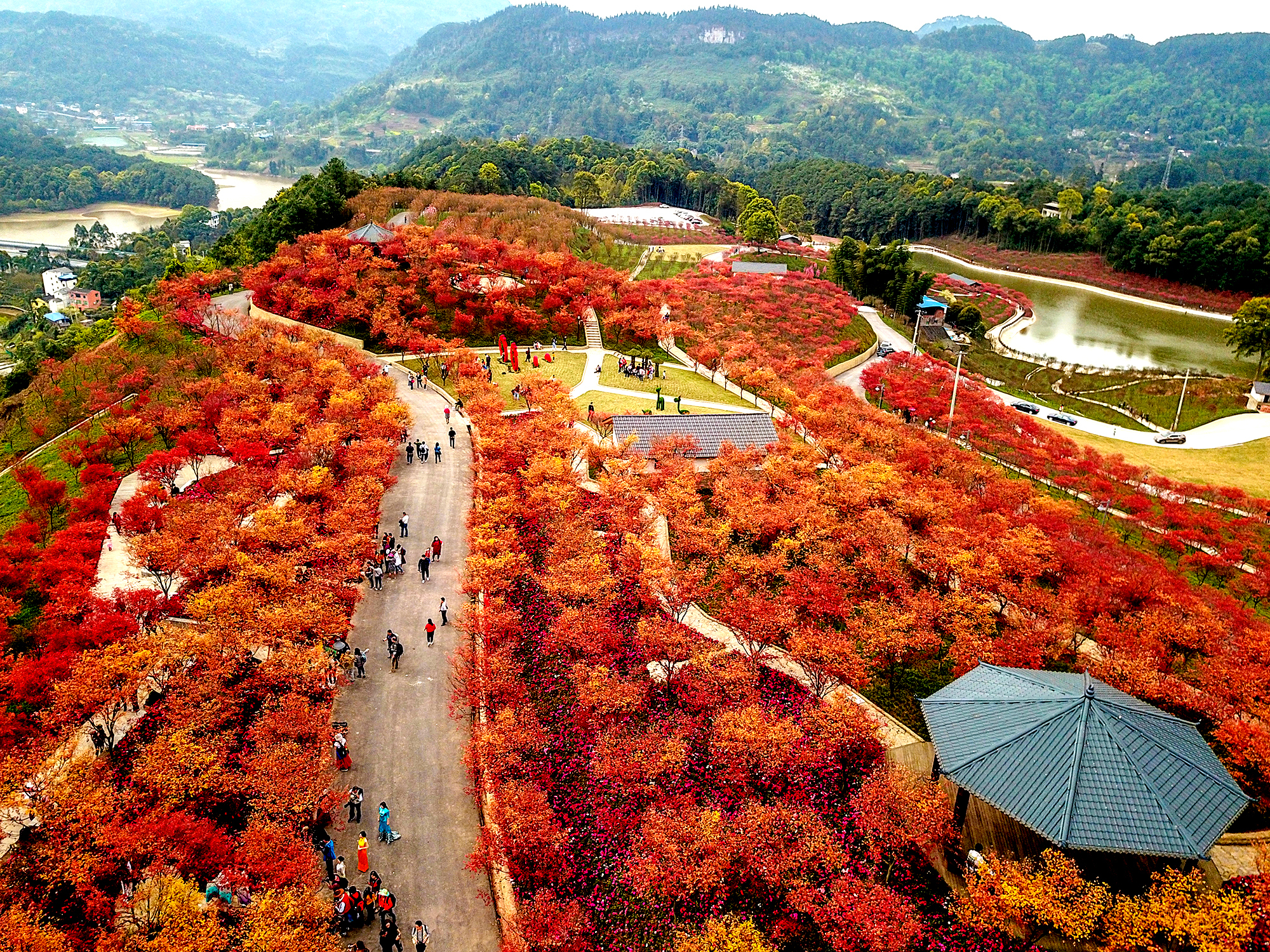 创新利益联结机制巴南区南彭街道开拓乡村振兴新空间