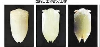 国内出土的部分玉蝉 1.陕西历史博物馆藏3号玉蝉。 2.河北阳原三汾沟村出土的玉蝉。 3.江苏盱眙东阳4号墓出土的玉蝉。