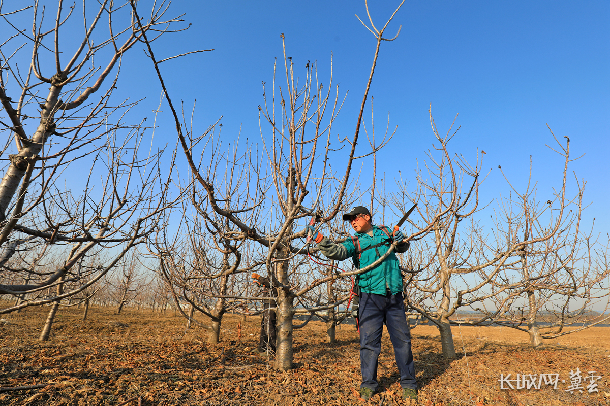 唐山市滦南县倴城镇杰地丰华大樱桃种植园农民在修剪大樱桃树.