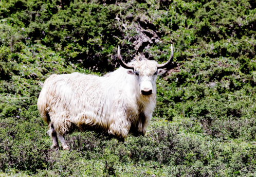 天祝白牦牛