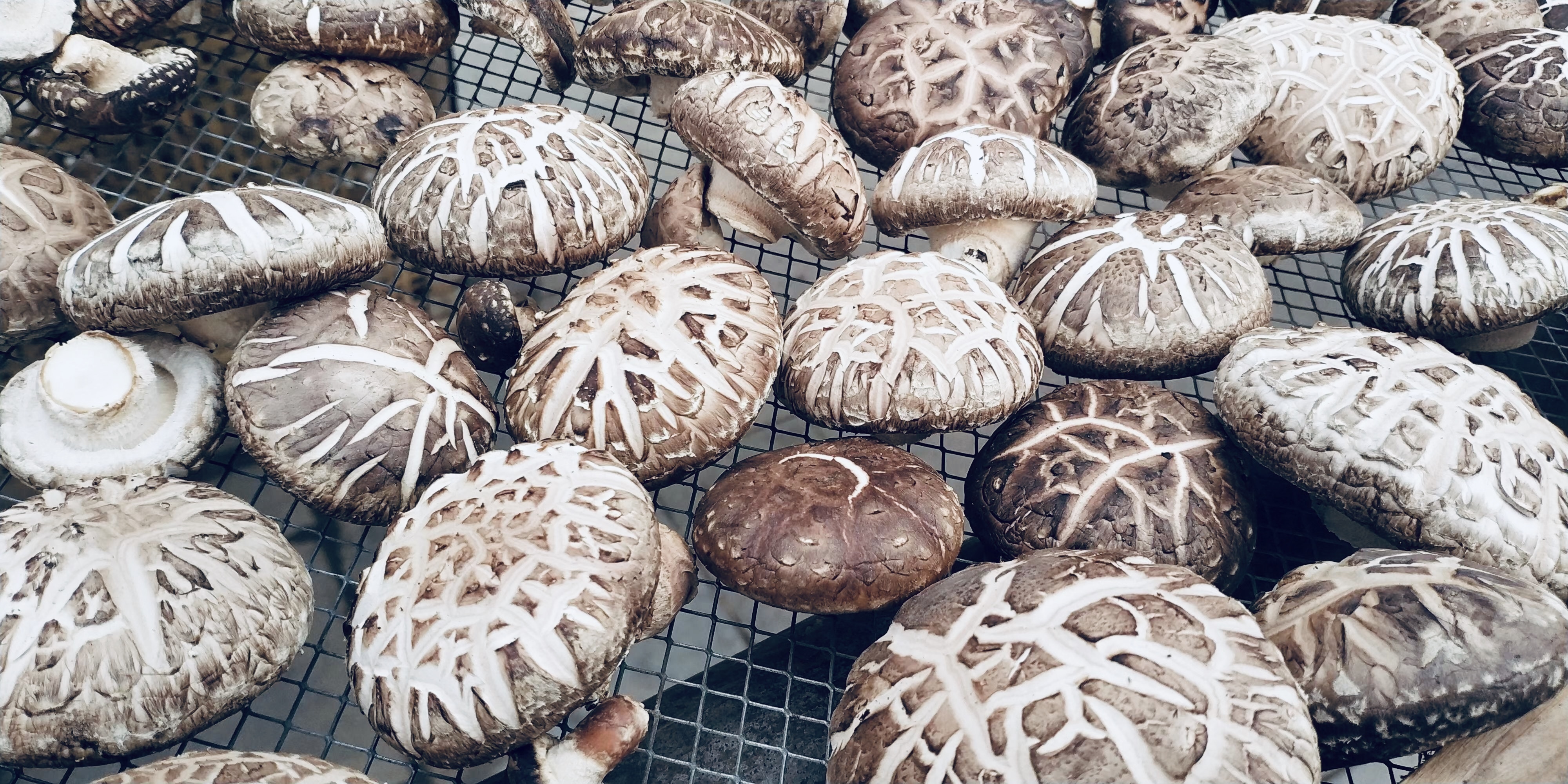 "绿水青山就是金山银山,做大香菇产业,优势充分发挥,让卢氏生态优势变