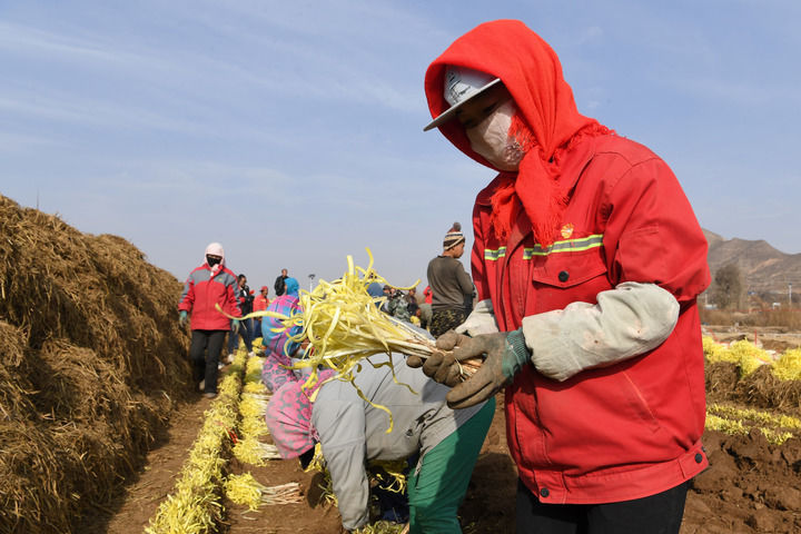 12月15日，在兰州市西固区张家大坪村，农民们在农田里整理韭黄。 新华社记者 范培珅 摄