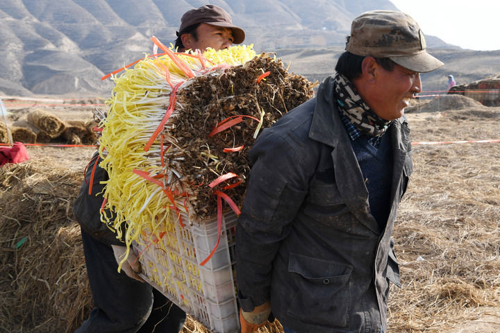 12月15日，在兰州市西固区张家大坪村，农民搬运刚收割的韭黄。 新华社记者 范培珅 摄