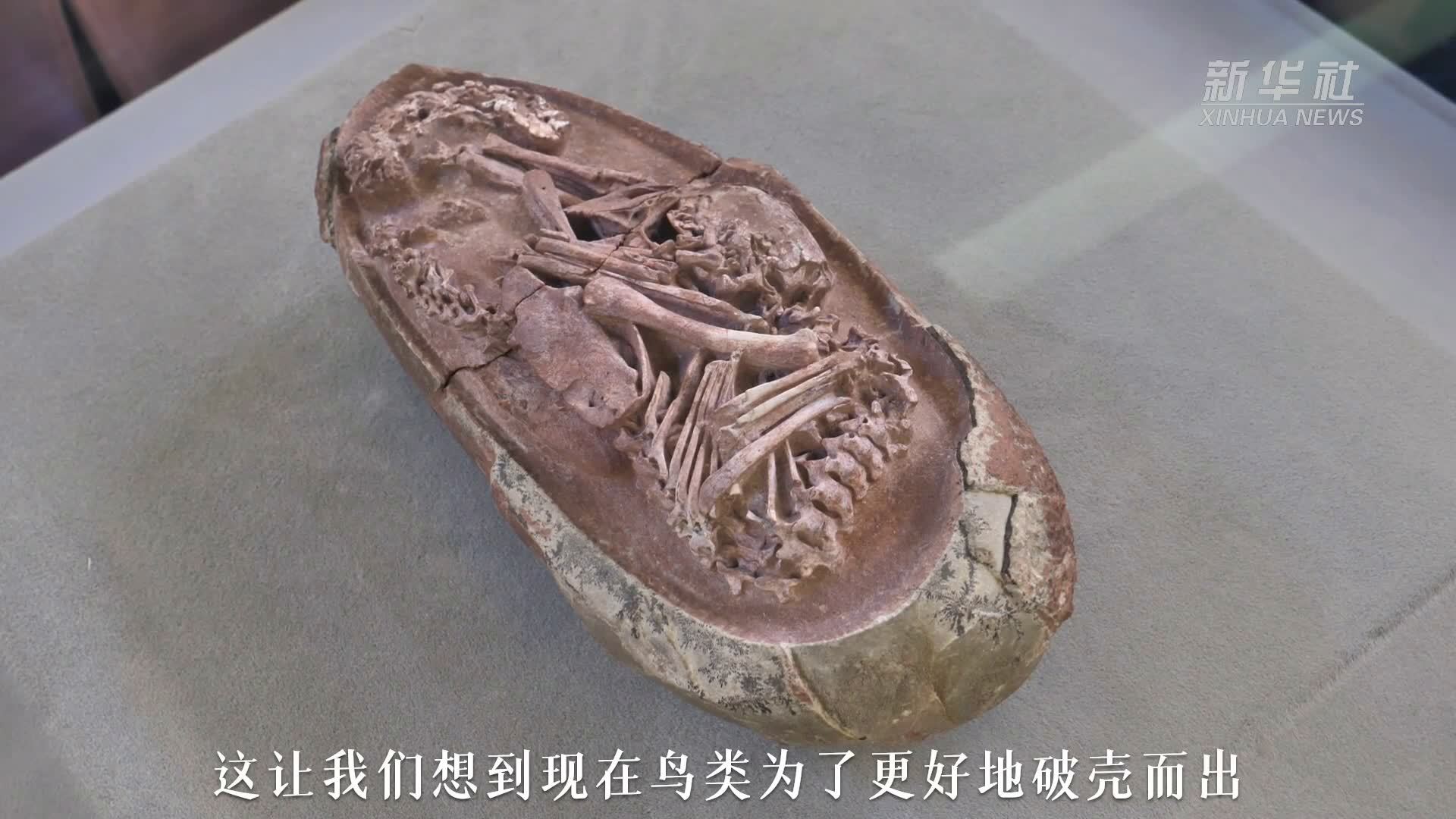 这块化石告诉你_凤凰网视频_凤凰网