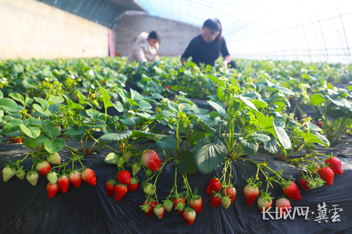 农民在唐山市丰润区聚福缘家庭农场大棚里采摘草莓.朱大勇 摄