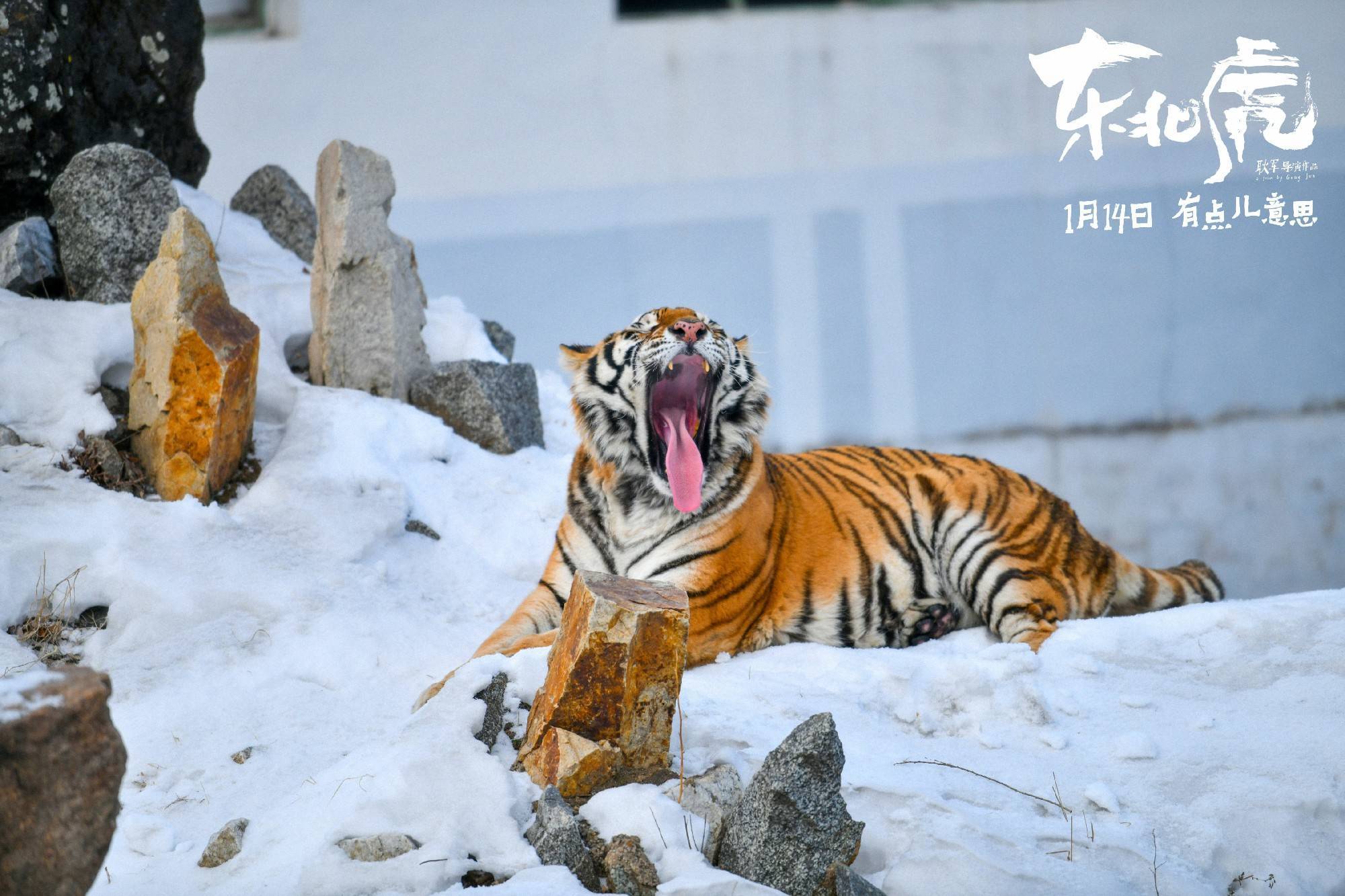 东北虎曝老虎十九岁主题曲mv章宇马丽直面中年生活真相