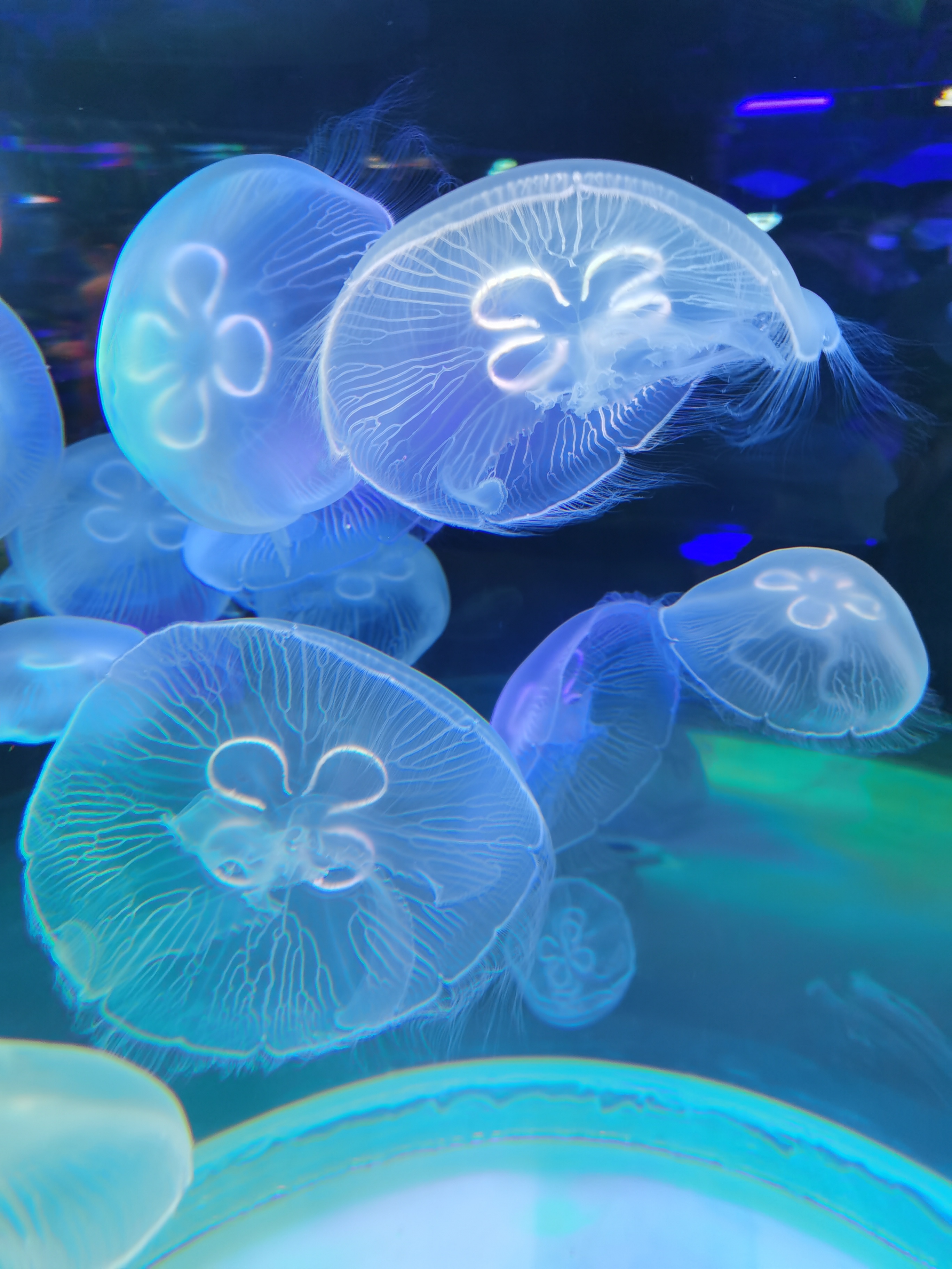 石家庄市动物园极地海洋世界绚丽绽放