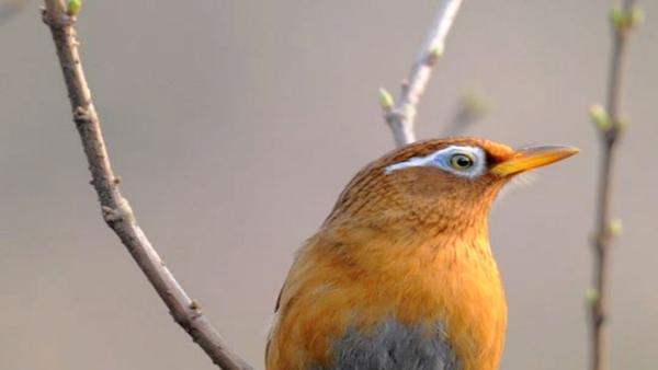 民警入戶走訪發現私養野生動物,當場解救10只畫眉鳥_鳳凰網視頻_鳳凰