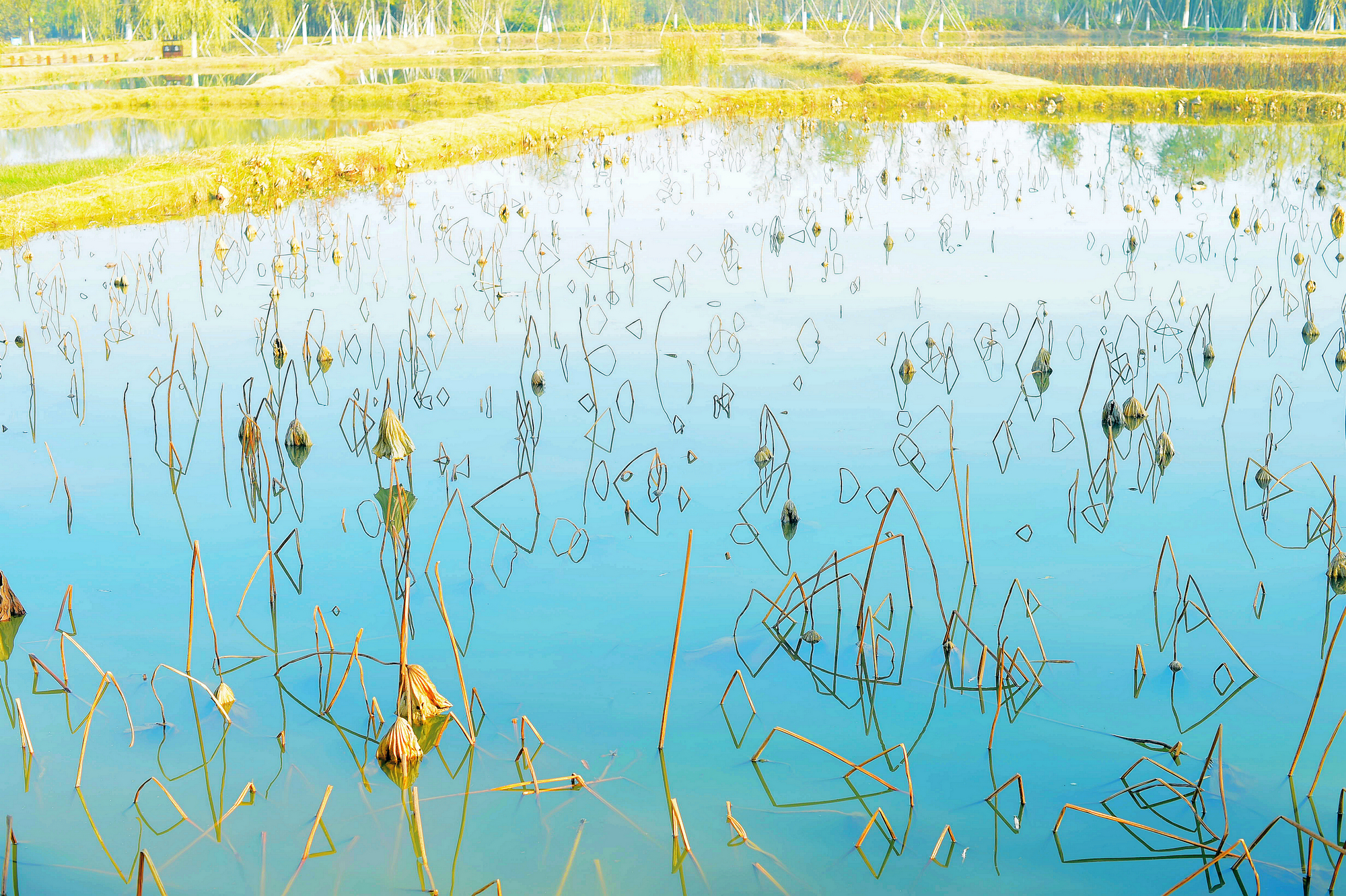 抚州冬季荷塘韵味十足图