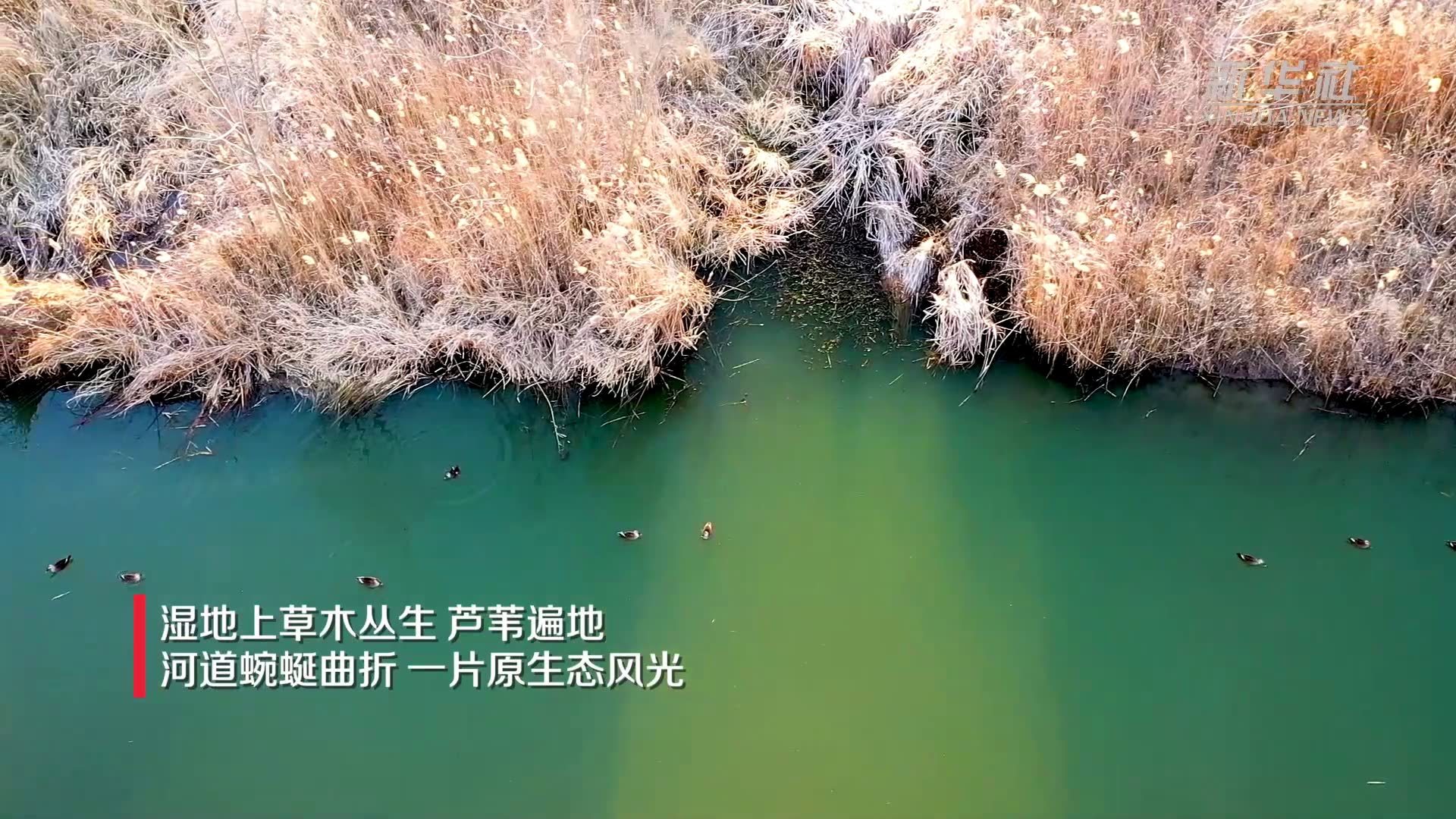 徐马荒湿地：候鸟、芦荻、碧波绘就原生态风光