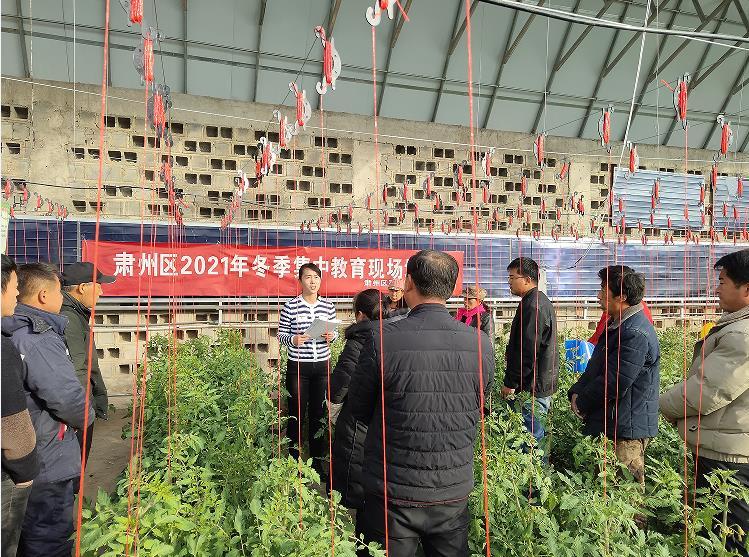 肃州区蔬菜技术服务中心举办农技培训