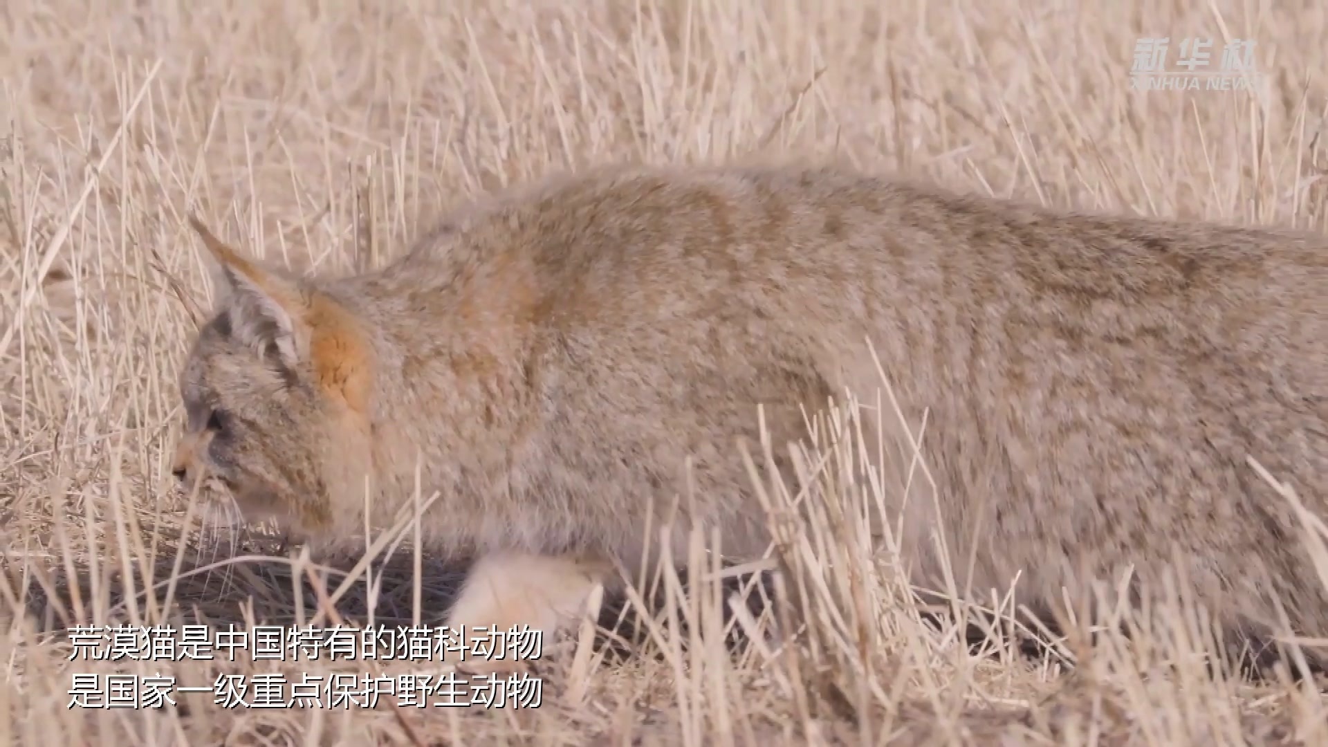 青海：荒漠猫现身祁连山国家公园