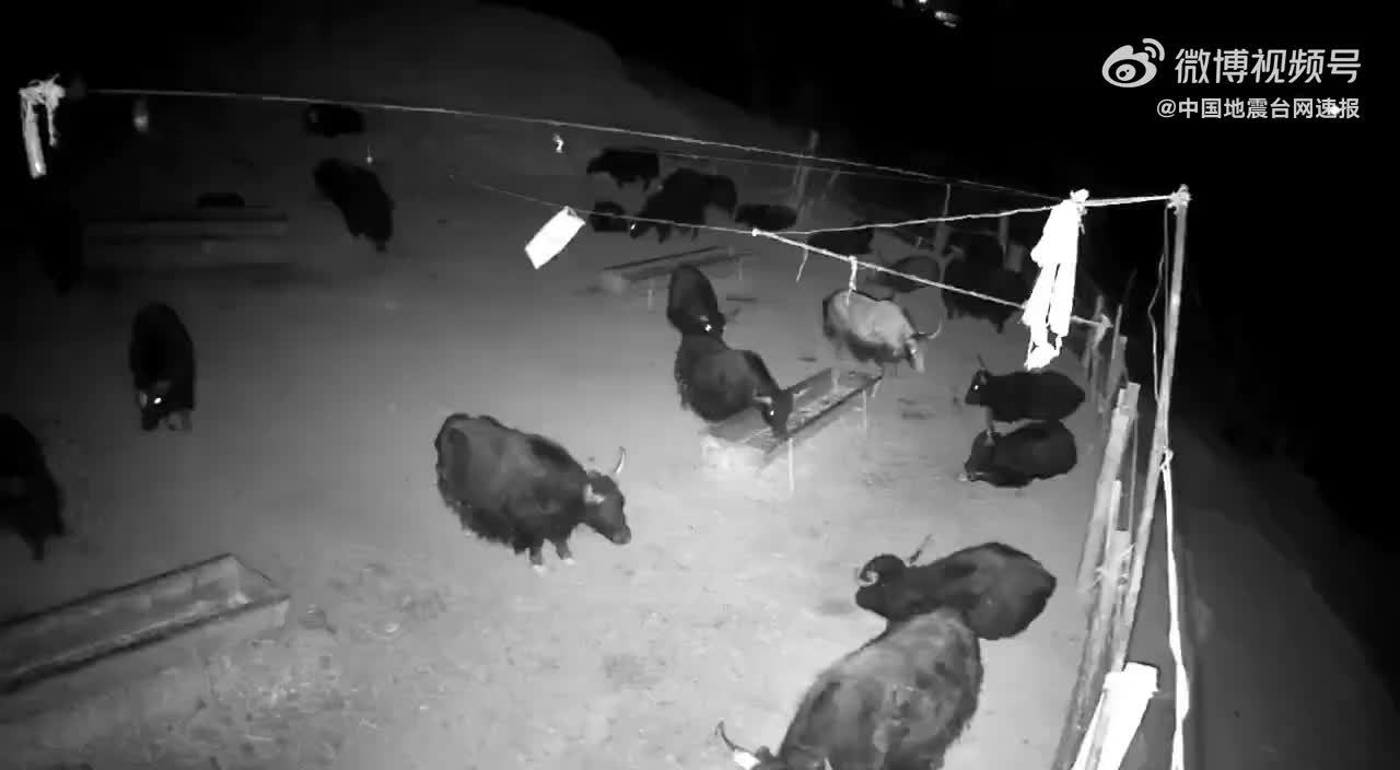 青海牧民家牛圈监控视频：牛群被地震惊呆 随后惊慌逃窜