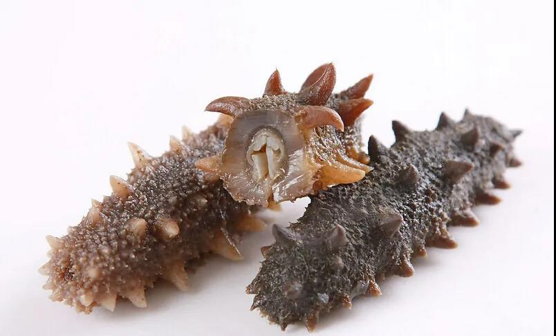 自贸区烟台成立“顶格”海参研究机构