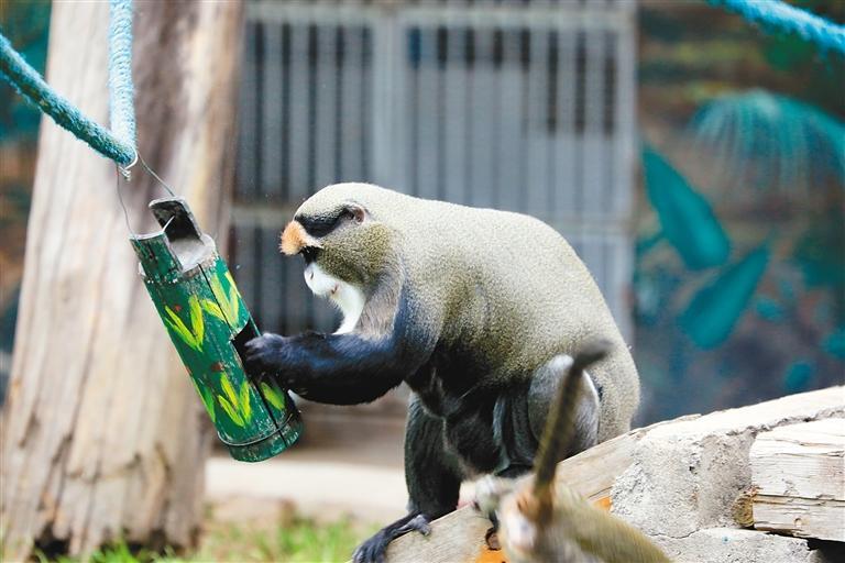 博士猴“研究”益智取食器