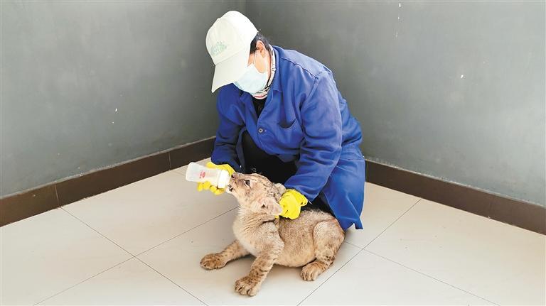 饲养员给小狮子喂奶