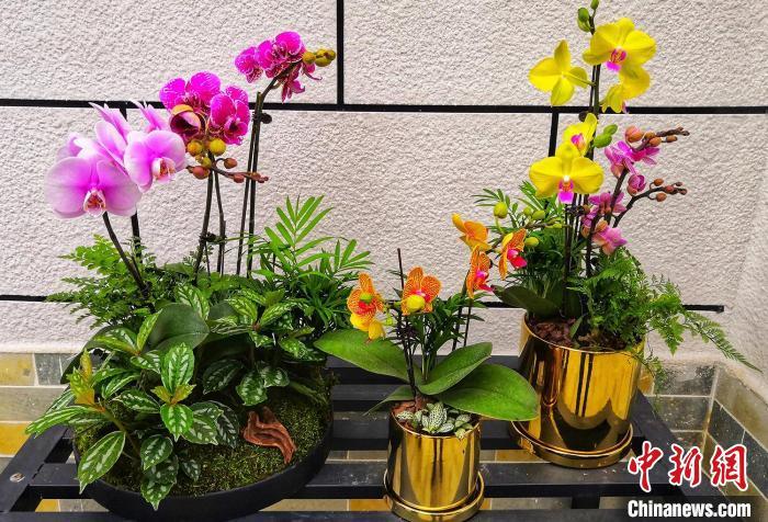 广州开启迎春“云上花市”逾千万盆（株）年花待客