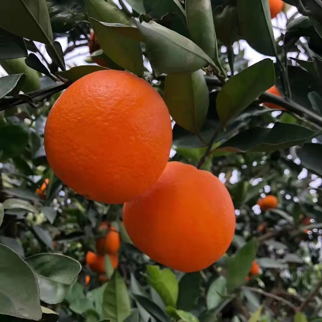 浓郁香甜的纽荷尔脐橙是脐橙中的上上品
