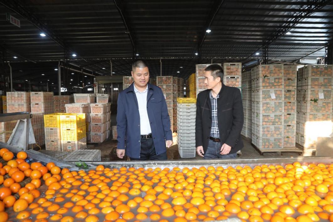 农业银行信丰县支行支持脐橙产业发展纪实：“世界橙乡”“橙”色足