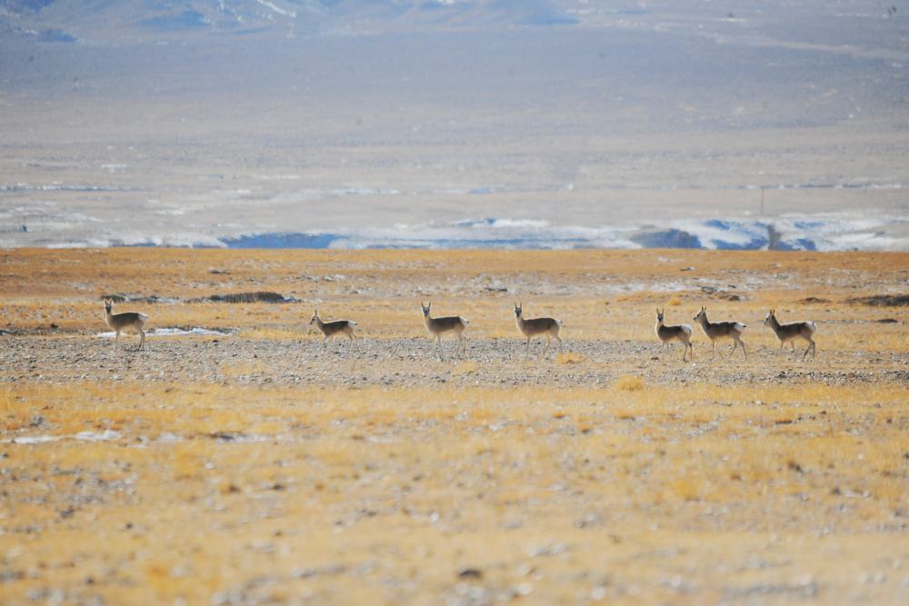 1月8日，在甘肃省阿克塞哈萨克族自治县哈尔腾草原，国家二级保护动物藏原羚在自由觅食。新华社发（马晓伟 摄）