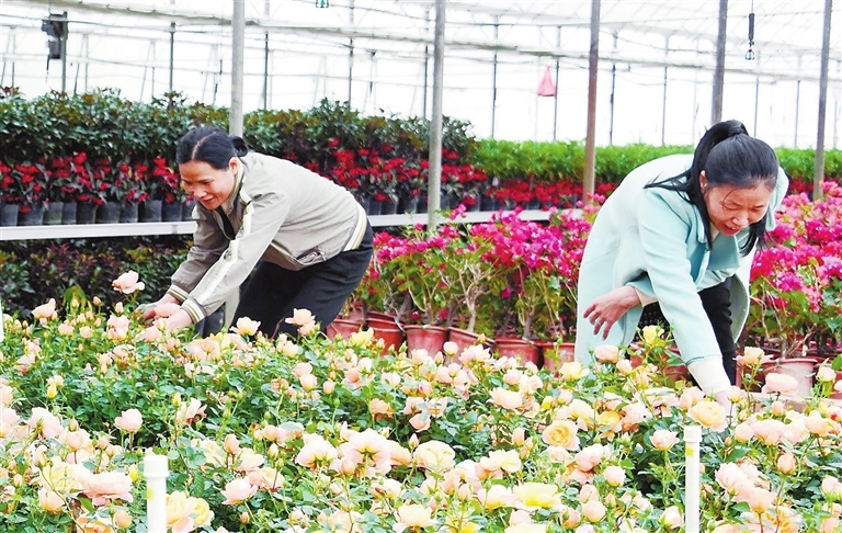 赣州：花卉产业助推乡村振兴