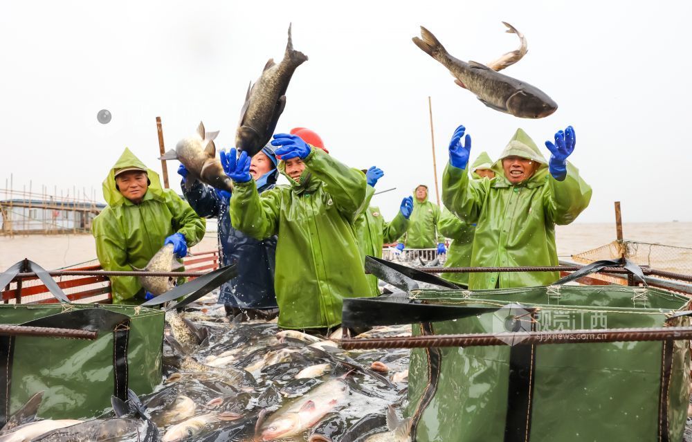 2022年1月14日，渔民们正在捕鱼、装运，供应市场。
