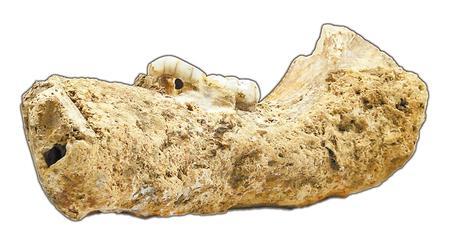 图为夏河人下颌骨化石