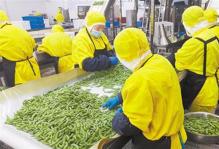 东汇戈壁雪润农产品冷链贮藏及物流集散中心工作人员加工农产品