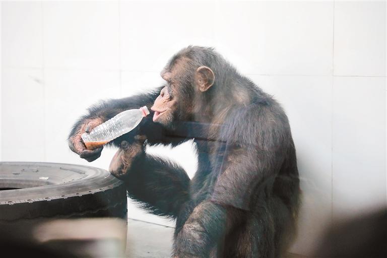 黑猩猩“多多”享用午餐