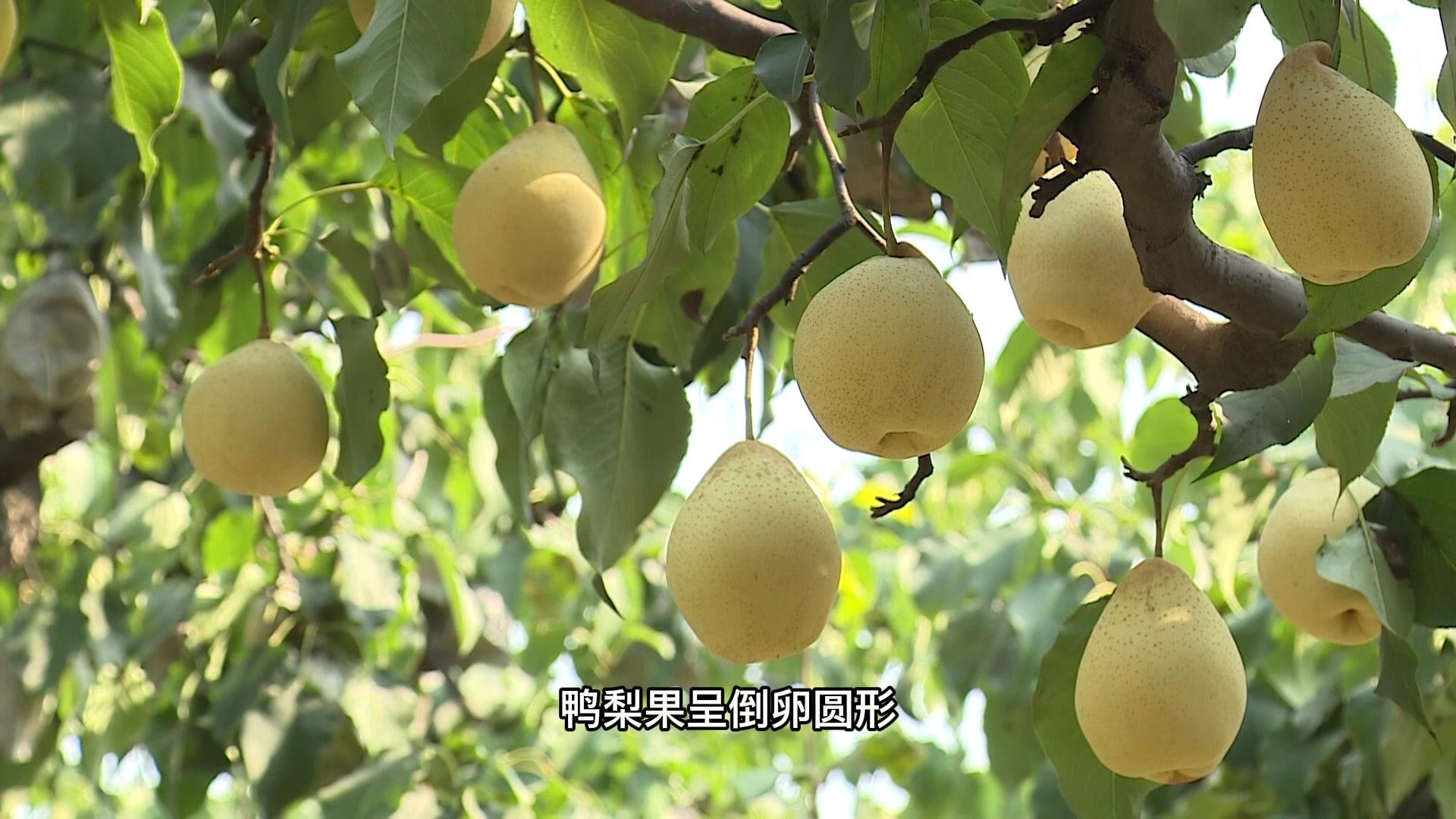 "石家庄市十大特产"展播——晋州鸭梨#石家庄 #水果